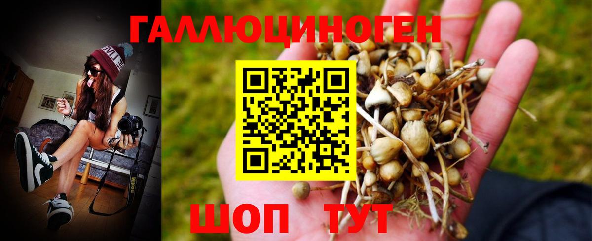 где продают   Вход с VPN  Шелехов  Галлюциногенные грибы Psilocybe  Галлюциногенные грибы прущие грибы 
